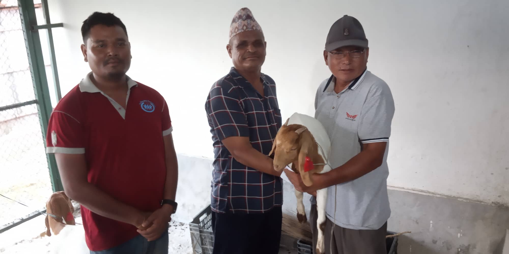 goat bitaran 