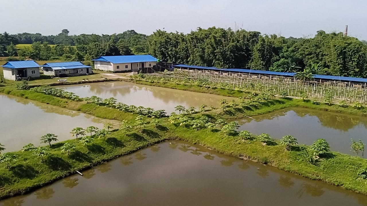 Jibika fish